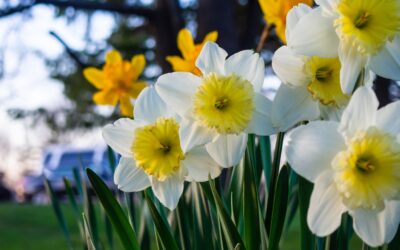 Spring Garden Cleanup: Get Your Landscape Ready for the Season