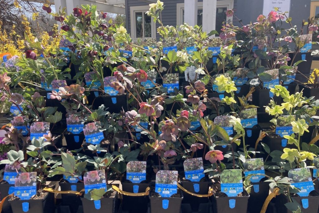 Plant of the Week: Lenten Roses
