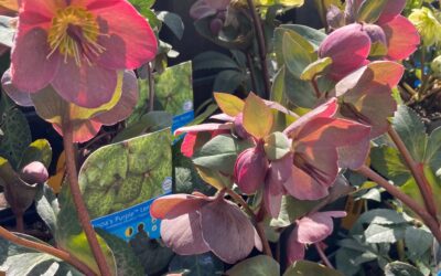 Plant of the Week: Lenten Roses