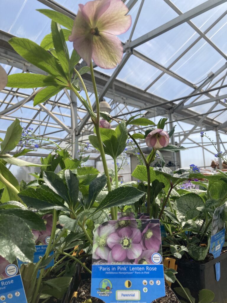 Plant of the Week: Lenten Roses