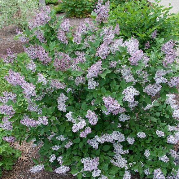 Miss Kim Lilac