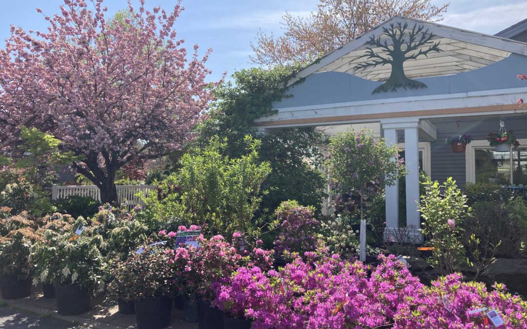 On Sale This Week at Knapp Valley Gardens