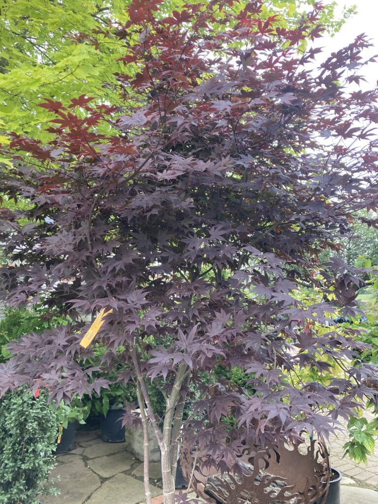 Japanese Maple Trees: Bloodgood