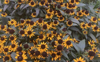 Why Are There So Many Yellow & Purple Late-Summer Flowers?