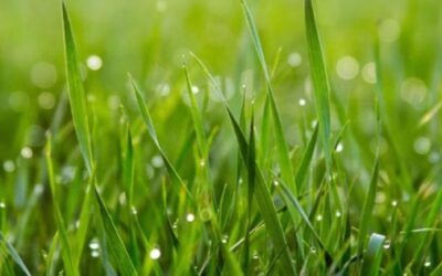 Spread Grass Seed in September for Spring Success
