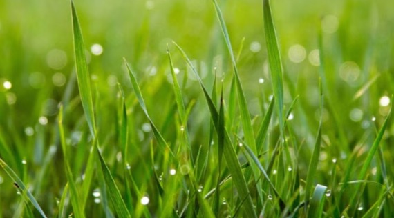Spread grass seed now for spring success
