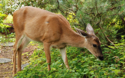 What Can I Plant That Deer Won’t Eat?