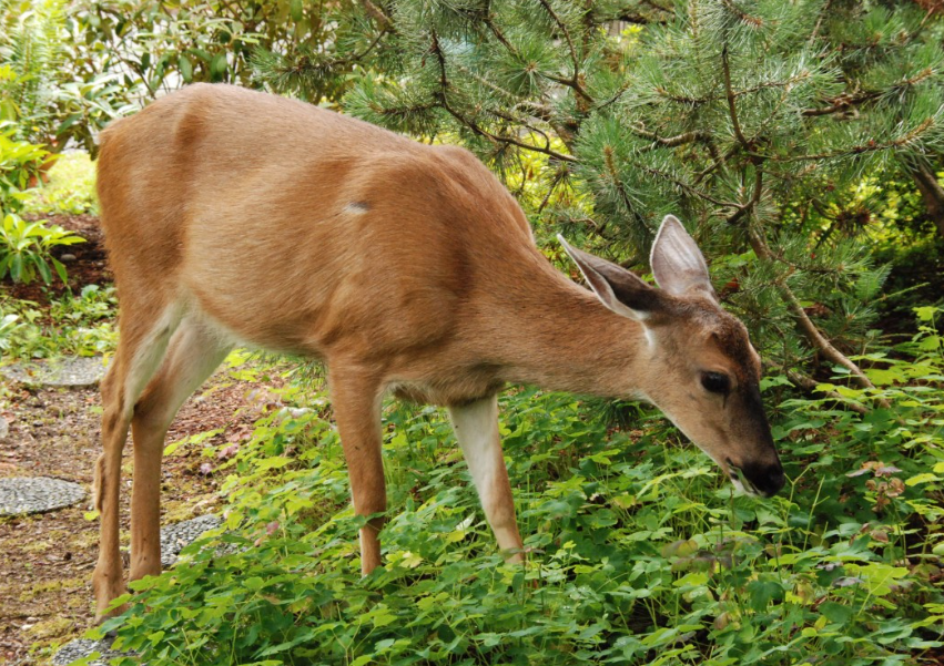 What Can I Plant That Deer Won’t Eat?