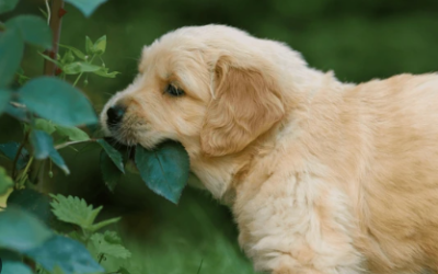 Poison Plants: Keeping Kids and Pets Safe in Your Garden