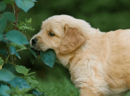 Poison Plants: Keeping Kids and Pets Safe in Your Garden