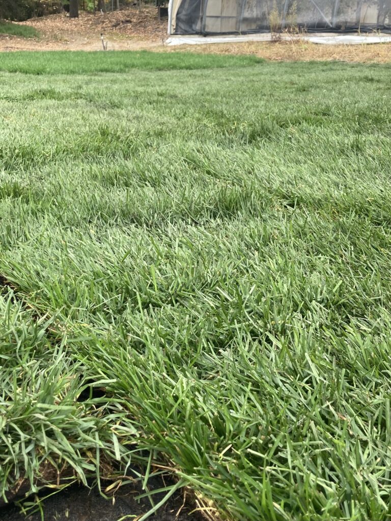 Fall is one of the best times to lay sod.