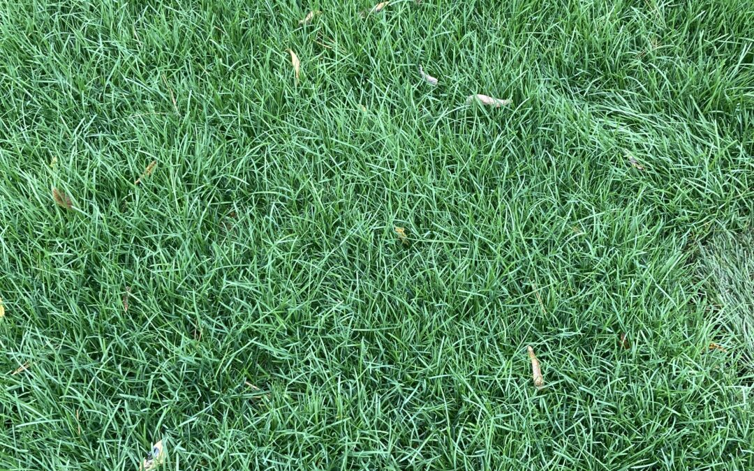 Fall is a Great Time for a DIY Sod Job