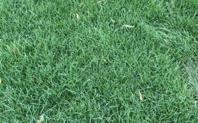 Fall is a Great Time for a DIY Sod Job