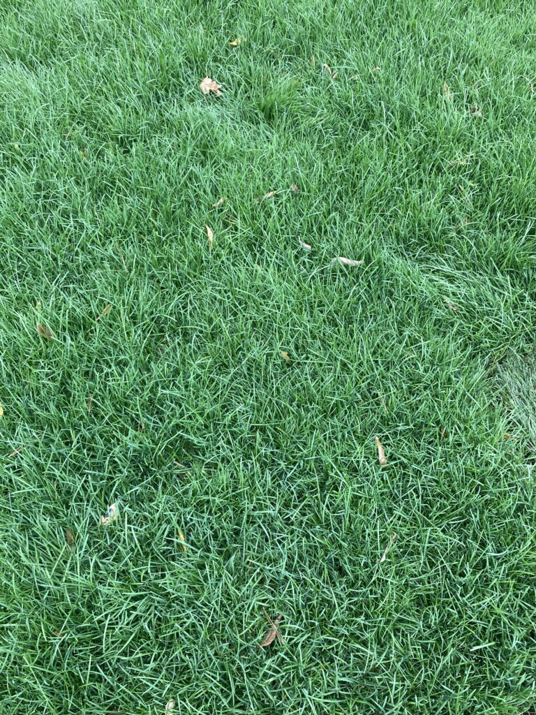 Fall is one of the best times to lay sod.