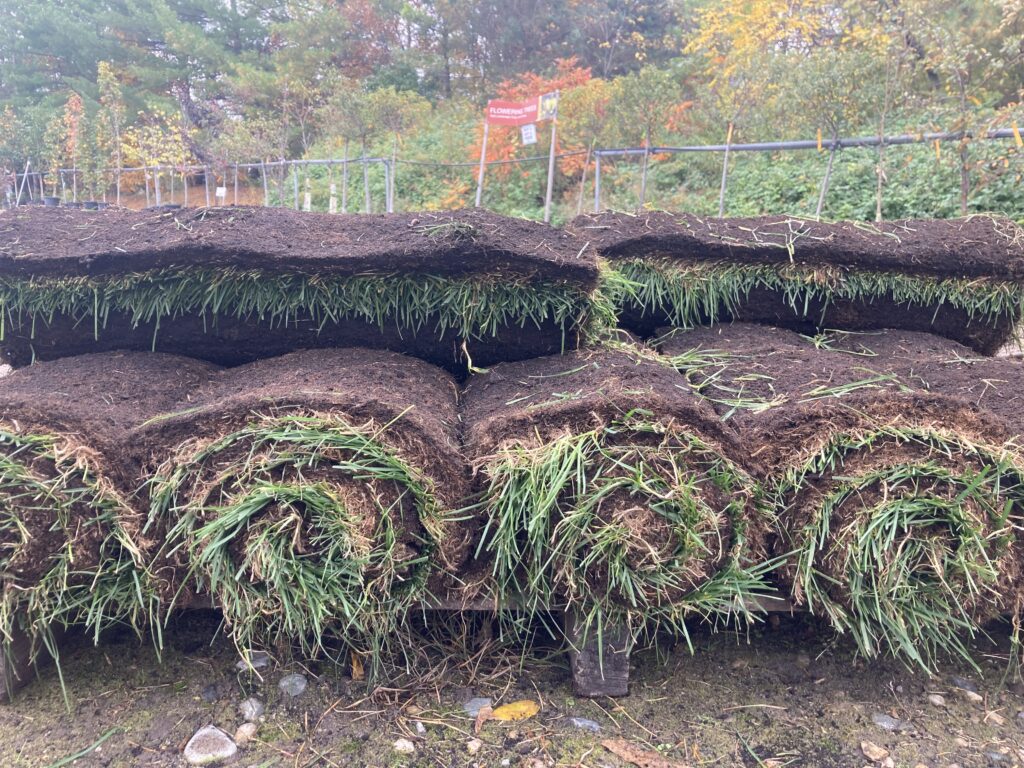 Fall is one of the best times to lay sod.